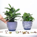 Selamica Ceramica Plant Pots, 6.5 Inch Flower Pots Set of 2 with Drainage Holes ... - Image 3