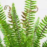 Nearly Natural 3ft UV Resistant Artificial Boston Fern Potted Plant Real Touch L... - Image 4