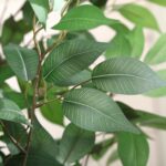 SOGUYI Ficus Artificial Tree 6ft Fake Silk Plant for Home Decor Indoor, Faux Flo... - Image 5