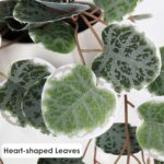 Briful Faux Hanging Plants Indoor 17'' Artificial String of Heart Plants with Se... - Image 4