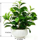 Artificial Peperomia Plant 16.5” Tall Lifelike Faux Greenery in 6” White Ribbed ... - Image 3