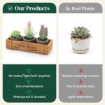 DomeStar Set of 3 Mini Potted Artificial Succulent Plants Faux Plant Assortment ... - Image 7