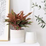LA JOLIE MUSE Flower Pots Indoor Plant Pot Set of 2, Unique Small Ceramic Plants... - Image 4