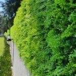 GreenSmart Premium Artificial Grass Wall Panels | Realistic Plant Greenery Priva... - Image 5
