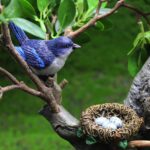 Fairy Garden Accessories,Bird Ornaments for Fairy Garden Resin Bird Figurines DI... - Image 5