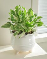 Fayoula Ceramic Planter, 2 Piece Ceramic Planter Set with Drainage Hole for Home... - Image 6
