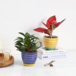 Selamica Ceramic Plant Pots, 5.6 Inch Flower Pots for Indoor Plants, Planters wi... - Image 6
