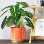 Gepege Peach Indoor Plant Pots for Plants, Large Ceramic Planter with Drainage H... - Image 5
