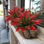 Ttranewsoo Artificial Agave Plants,Large UV Resistant Fake Agave Planters for In... - Image 3