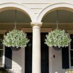 2PCS Artificial Boxwood Plants with Hanging Basket - Fake Aglaia Odorata Hanging... - Image 5
