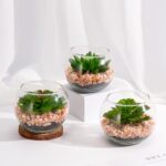 Briful Mini Fake Plants 3 Packs Artificial Succulents Plants in Round Glass Vase... - Image 4