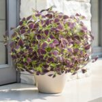florisso Artificial Greenery Plants Outdoor, 5 Pcs Faux Coleus Plants UV Resista... - Image 5