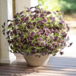 florisso Artificial Greenery Plants Outdoor, 5 Pcs Faux Coleus Plants UV Resista... - Image 6