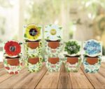 BUZZY Seeds Mini Terracotta Pots 12-Pack with Plant Seeds, Poppy, Sunflower, Dai... - Image 5