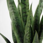 KOL 3FT Artificial Snake Plant, Fake Sansevieria Indoor Outdoor, 28 Thick PE Lea... - Image 4