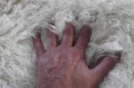 Stylish Greek Flokati Rugs in Popular Sizes. Long 3" Wool Pile. Premium 2000 gra... - Image 7