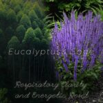 Eucalyptus & Sage Soy Scented Candles for Home- 5.3oz 35H Natural Soy Wax Aromat... - Image 4