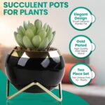Set of 2 Artificial Succulents in Ceramic pots with Elegant Iron Frames and Deli... - Image 3