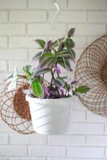 The HC Companies 12 Inch Euro Hanging Planters, Lightweight UV-Resistant Plastic... - Image 5