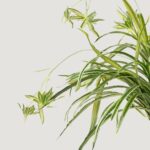 Natural Touch Fake Spider Plant - 32" - Image 4