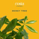 Costa Farms Money Tree (Pachira Aquatica) Live Indoor Bonsai-Style Plant, 12-16 ... - Image 4