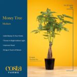 Costa Farms Money Tree (Pachira Aquatica) Live Indoor Bonsai-Style Plant, 12-16 ... - Image 5