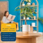 Costa Farms Money Tree (Pachira Aquatica) Live Indoor Bonsai-Style Plant, 12-16 ... - Image 6