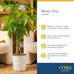 Costa Farms Money Tree (Pachira Aquatica) Live Indoor Bonsai-Style Plant, 12-16 ... - Image 7