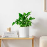 vancasso Ceramic Plant Pots, 6.25 Inch Ceramic Pot for Plants, Planters Pots for... - Image 7