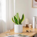 vancasso Ceramic Plant Pots, 6.25 Inch Ceramic Pot for Plants, Planters Pots for... - Image 8