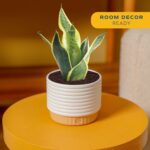 Costa Farms Snake Plant, Live Sansevieria Indoor Houseplant in 4-Inch Decorative... - Image 3