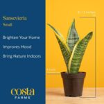 Costa Farms Snake Plant, Live Sansevieria Indoor Houseplant in 4-Inch Decorative... - Image 4