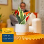 Costa Farms Snake Plant, Live Sansevieria Indoor Houseplant in 4-Inch Decorative... - Image 5