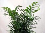 Victorian Parlor Palm - Chamaedorea - 4" Pot - Live Plant - Image 3