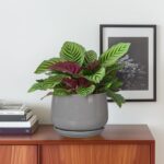 G EPGardening Ceramic Pot for Plants - Modern 6 Inch Round Planter Indoor with D... - Image 3
