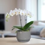 G EPGardening Ceramic Pot for Plants - Modern 6 Inch Round Planter Indoor with D... - Image 6
