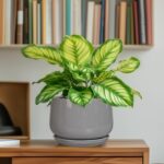 G EPGardening Ceramic Pot for Plants - Modern 6 Inch Round Planter Indoor with D... - Image 7