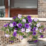 Ammyoo Artificial Fake Flowers Plants for Outdoor Decoration, 2PCS Faux Petunias... - Image 9