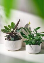 Ceramic Planters - 10+12 Inch Large Pots for Indoor & Outdoor Plants, Modern Flo... - Image 3