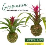 Better-GRO Bromeliad Hanging Kokedama – Indoor/Outdoor Decorative Planter, Low M... - Image 3