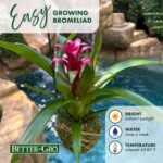 Better-GRO Bromeliad Hanging Kokedama – Indoor/Outdoor Decorative Planter, Low M... - Image 5