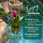 Better-GRO Bromeliad Hanging Kokedama – Indoor/Outdoor Decorative Planter, Low M... - Image 6