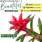 Better-GRO Bromeliad Hanging Kokedama – Indoor/Outdoor Decorative Planter, Low M... - Image 9