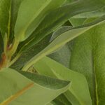 Deco 79 Faux Foliage Bay Laurel Artificial Plant with Realistic Leaves and Squar... - Image 10