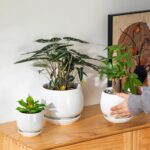 vancasso 3-Pack Ceramic Plant Pots, 3.7/4.8/6.2 Inch Indoor Planters with Saucer... - Image 6