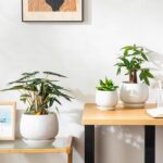 vancasso 3-Pack Ceramic Plant Pots, 3.7/4.8/6.2 Inch Indoor Planters with Saucer... - Image 8