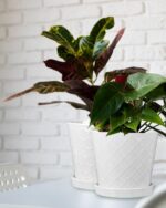 EFISPSS Ceramic Plant Pots, 6 Inch Pots for Indoor Plants, Planters with Drainag... - Image 6
