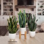 Hollyone Artificial Snake Plant Potted Faux Sansevieria Trifasciata Plants, 16.5... - Image 5