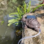 Brown Resin Spitter Statue with Solar Water Fountain,Solar Powered Garden Turtle... - Image 3