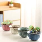 Succulent Pots with Drainage Embossed Dragon Pattern Bottom Bamboo Tray Ceramic ... - Image 4